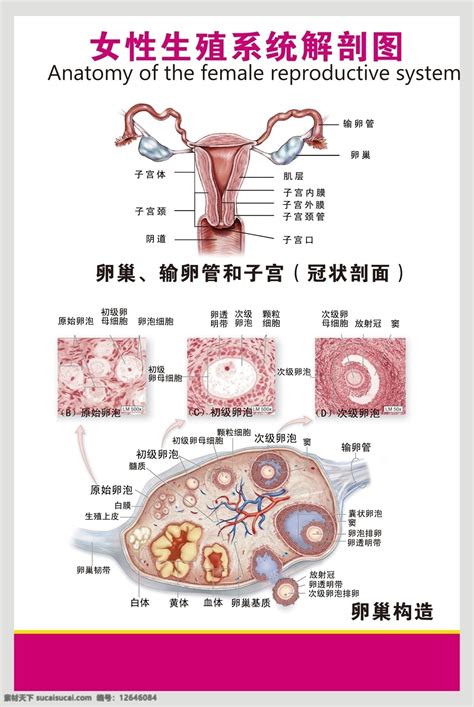 女人生殖器|女性生殖系统概述